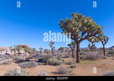 Beautiful bristled tree in desert plains of Joshua Tree National Park, California USA. Rock formations and mountain chain in the desert valley with sp Stock Photo