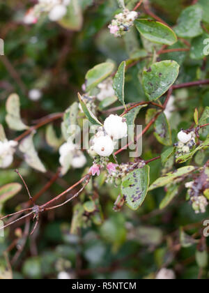 Premium Photo  Snowberry, white, berry, symphoricarpos, symphoricarpos  albus, close-up, branch, garden, decorative