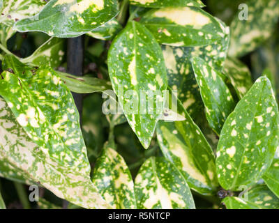 close up green and yellow variegated foliage background Stock Photo
