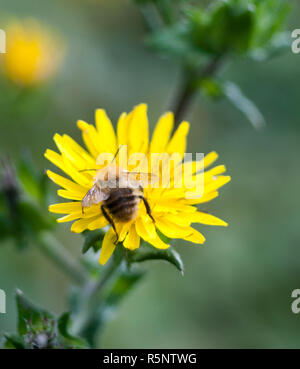 bumble bee head first on dandelion back wings Stock Photo
