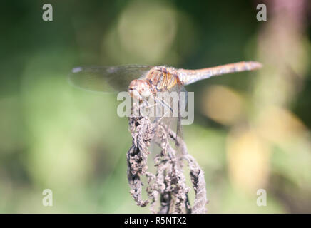 dragonfly perched on dead plant bokeh focus Stock Photo