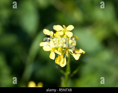 growing wild yellow Bedstraw (Galium verum) green background Stock Photo