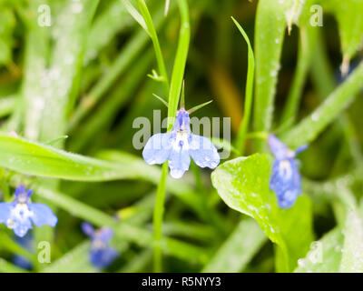 close up of blue pimpernel on floor pistil Stock Photo