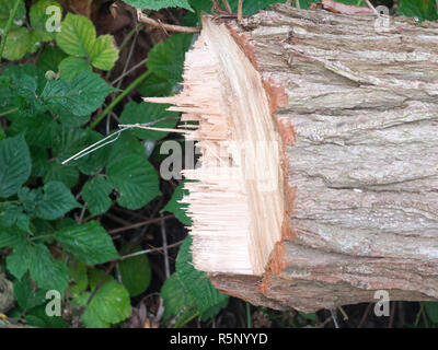 edge of sharp jagged chopped tree trunk stump wood tree surgery Stock Photo