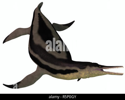 Dolichorhynchops Plesiosaur on White Stock Photo
