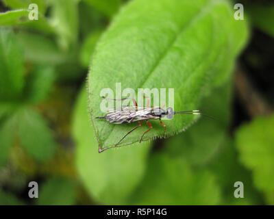 Insect rider. The hymenopteran insect on a green leaf. Stock Photo