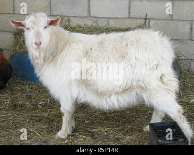 Large white homemade goat without horns. Stock Photo