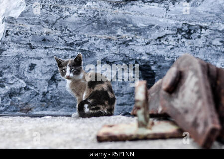 Cat sitting on the rocks High contrast picture Stock Photo