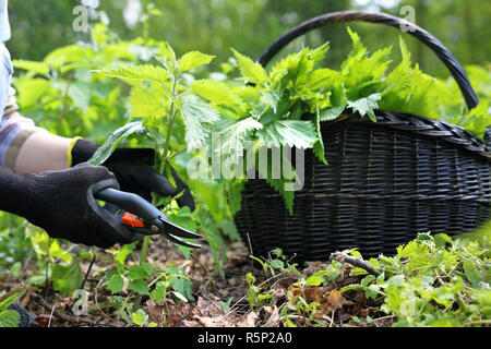 Herbalism. Herbs nettle. Stock Photo