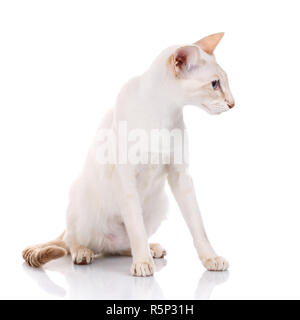 blue eye Siamese kitten, isolated on white Stock Photo