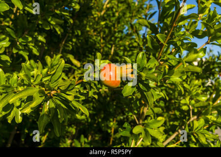 An ungainly fruit of a pomegranate in the sun's rays. Stock Photo