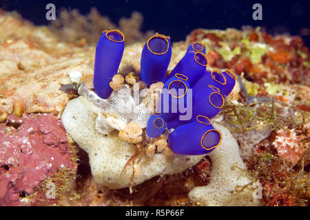 Blue Sea Squirt (Clavelina coerulea), Moalboal, Cebu, Visayas, Philippines Stock Photo