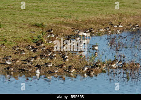 Common Teal - Anas crecca  Roost with two Redshank Stock Photo