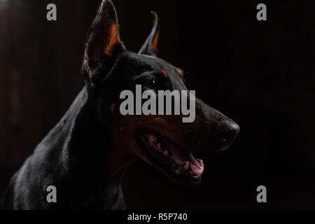 Close-up Funny Portrait of Doberman Dog with big nose Stare in Camera in Camera on Black background Stock Photo