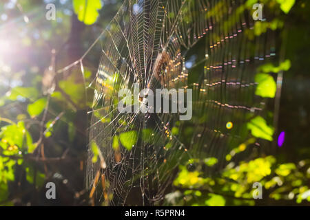 Spider web in forest. Blurry background with sun leaks Stock Photo