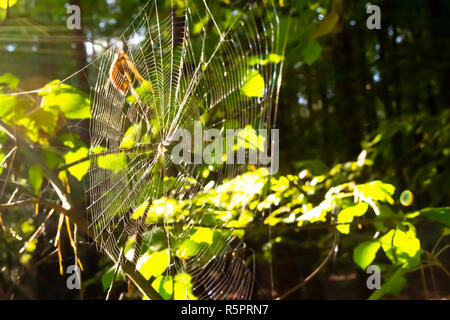 Spider web in forest. Blurry background with sun leaks Stock Photo