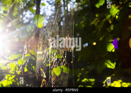 Spider web in forest. Blurry background with sun leaks Stock Photo