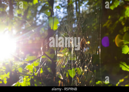 Spider web in forest. Blurry background with sun leaks Stock Photo