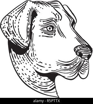 Etching style illustration of head of an Anatolian Shepherd Dog, a mountain dog breed that protects livestock viewed from side done on scraperboard sc Stock Vector