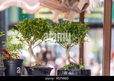 bonsai tree bonzai tree outdoor day vertical Stock Photo - Alamy