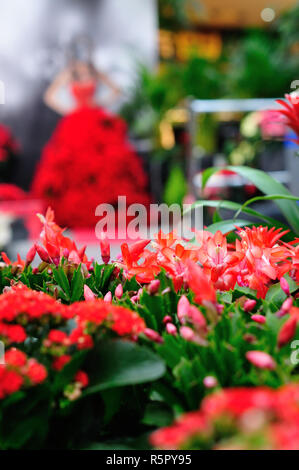 Christmas cactus in a garden centre Stock Photo