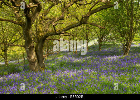 Bluebell woodland at Roseberry Topping in the North York Moors national park, England. Stock Photo