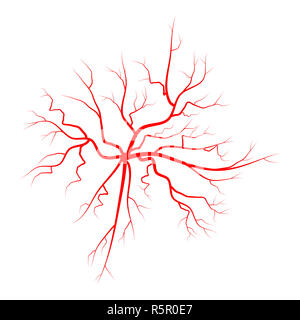 spider vein vector symbol icon design. Beautiful illustration isolated on white background Stock Photo