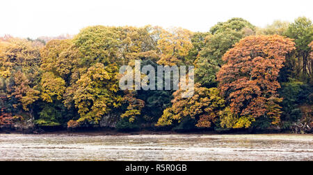 Autumn trees, Devoran, Cornwall, England, UK. Stock Photo