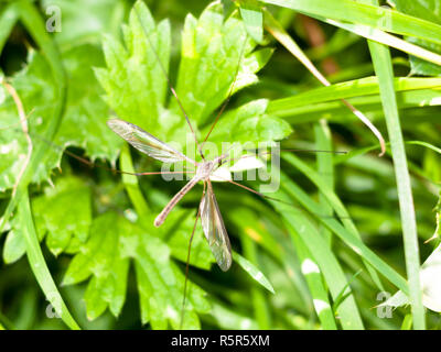 daddy long legs crane fly Tipulidae close up Stock Photo