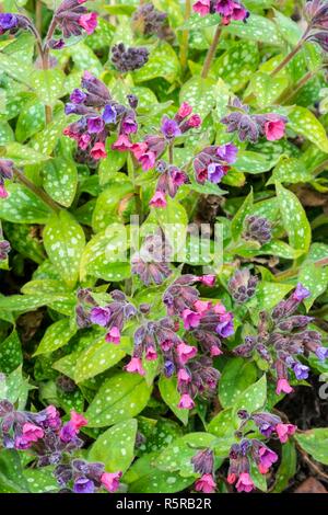 Lungwort - Pulmonaria 'Victorian Brooch' Stock Photo