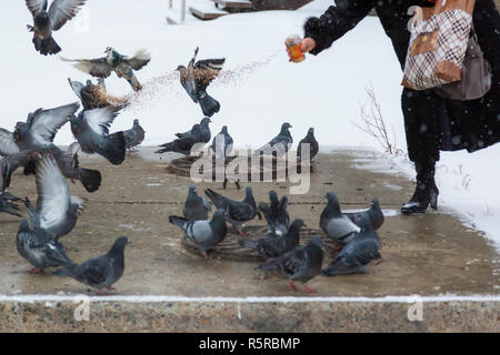 A woman feeds millet wild pigeons basking on the heating main Stock Photo