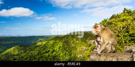 Monkeys at the Gorges viewpoint. Mauritius. Panorama Stock Photo