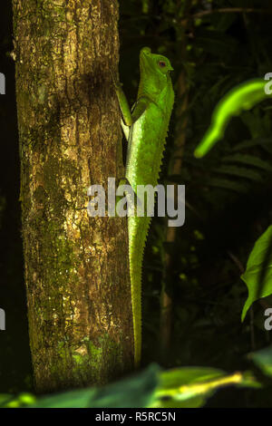 hump nosed lizard on a tree in Sinharaja Rain Forest, Sri Lanka Stock Photo