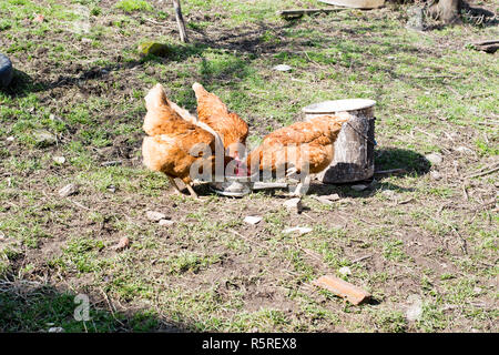 Hens feed on the traditional rural barnyard at sunny day. Stock Photo
