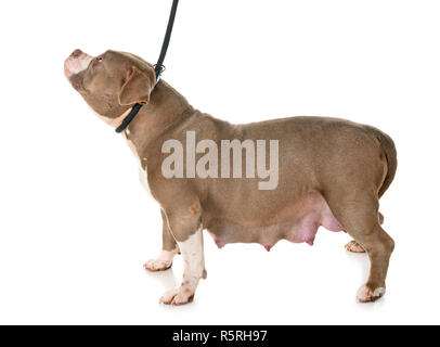 pregnant american bully in front of white background Stock Photo