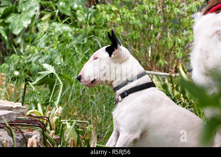 English Bull Terrier white dog is posing in garden outdoor animal portrait, beautiful natural environment. White bull terrier dog is sitting. Stock Photo