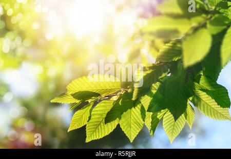 green leaves on a branch with the sun in the background Stock Photo