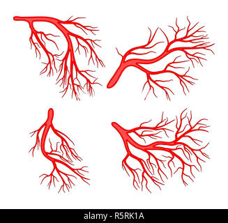 Cardiovascular system and medical line icon Stock Vector Art ...