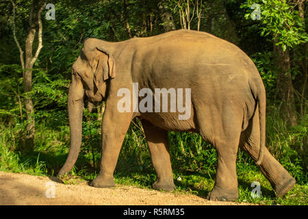 Wild Sri Lankan Elephant, Elephas maximus maximus near Habarana, Sri Lanka