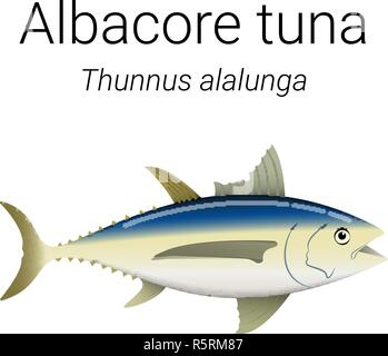 Albacore tuna - large migratory fish found throughout Pacific and Indian  Oceans illustration Stock Vector