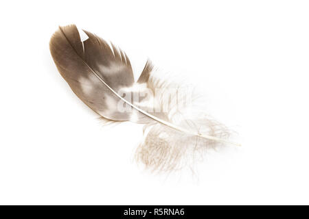Common buzzard Buteo buteo feather back side isolated on white Stock Photo