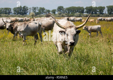 hungarian gray cattle with big horns cows eating hay stock photo alamy