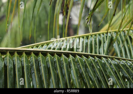 Coconut Tree Wet Leaves Stock Photo