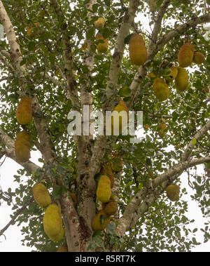 The durian plant and fruit hanging on a branch, Bogodi, Uganda, Africa Stock Photo