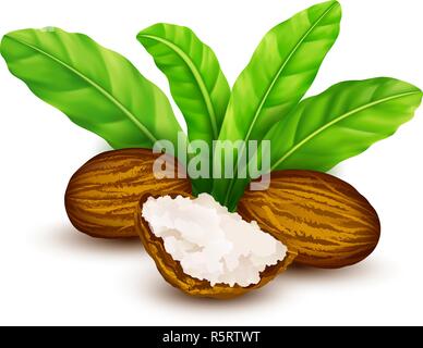 Shea nuts with leaves in vector. Stock Vector