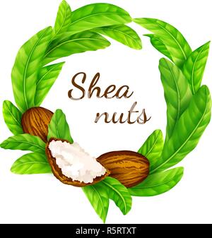Shea nuts with leaves in vector. Stock Vector