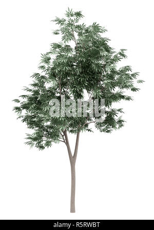 olive tree isolated on white background. 3d illustration Stock Photo