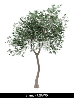 olive tree isolated on white background. 3d illustration Stock Photo