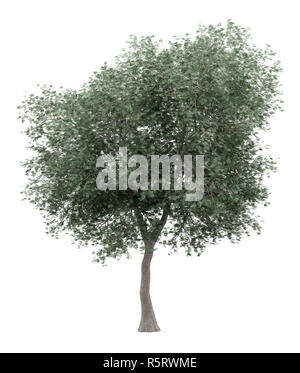 olive tree isolated on white background. 3d illustration Stock Photo