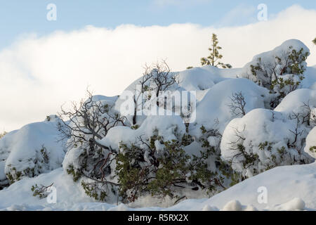 Desert Plants Under Snow, Climate Change at Southern California, Big Bear Mountain, San Bernardino, 2016 Stock Photo